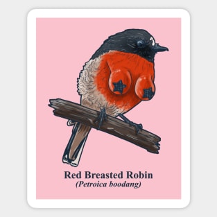 Red Breasted Robin Magnet